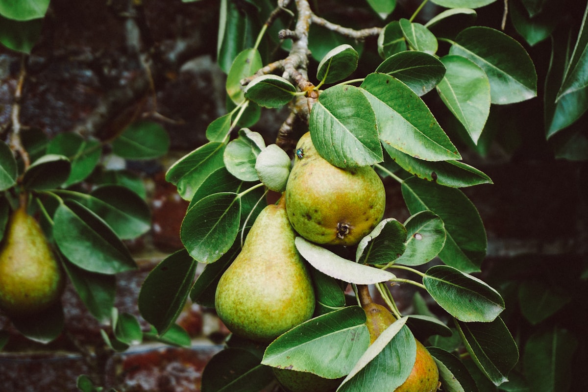 Food forest at Peachgrove East