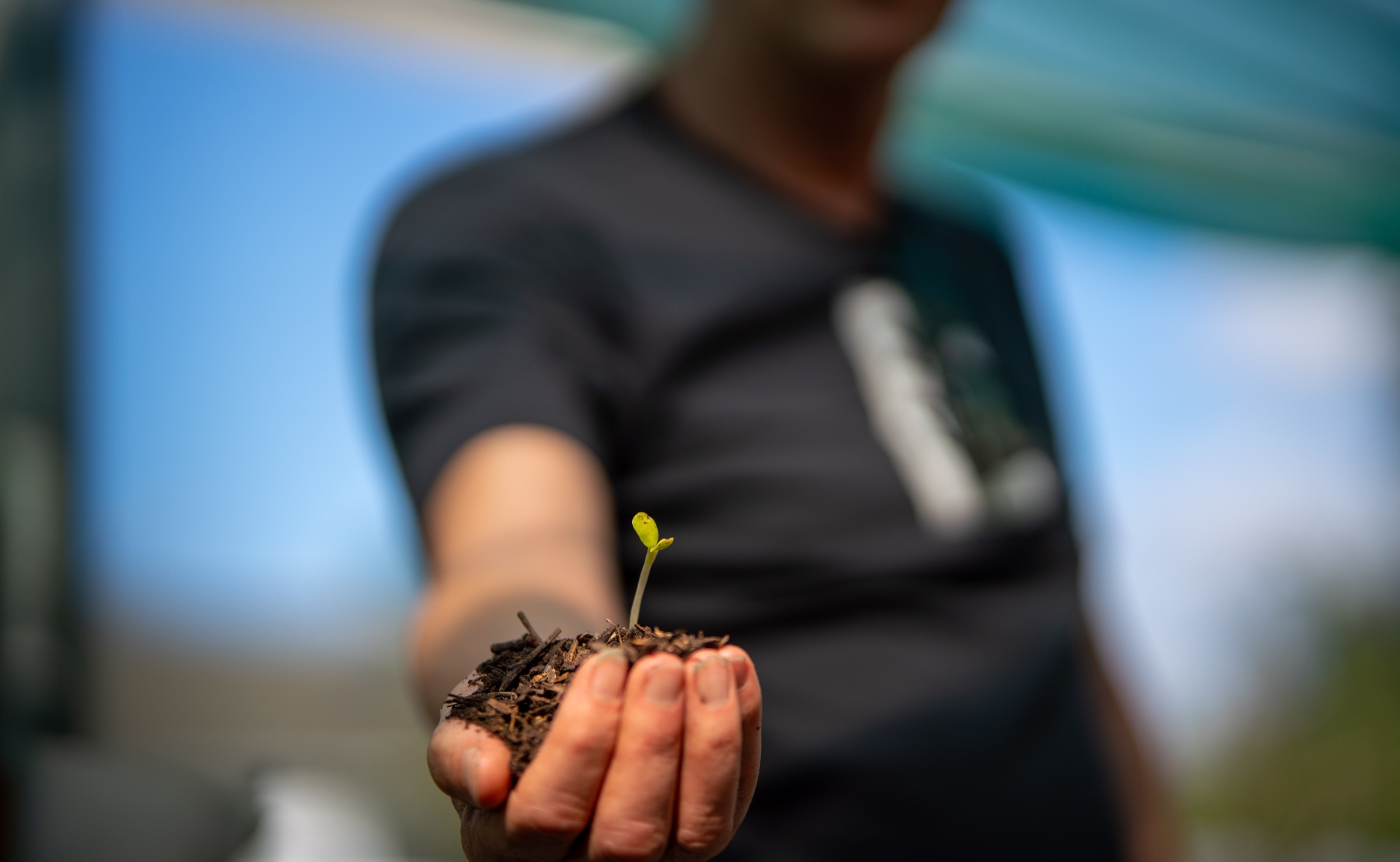 A handful of seed