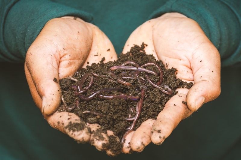 Community-scale worm farm